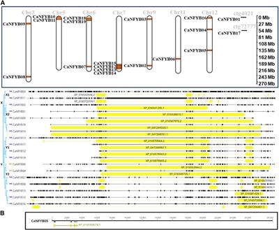 Evolutionary insights and expression dynamics of the CaNFYB transcription factor gene family in pepper (Capsicum annuum) under salinity stress